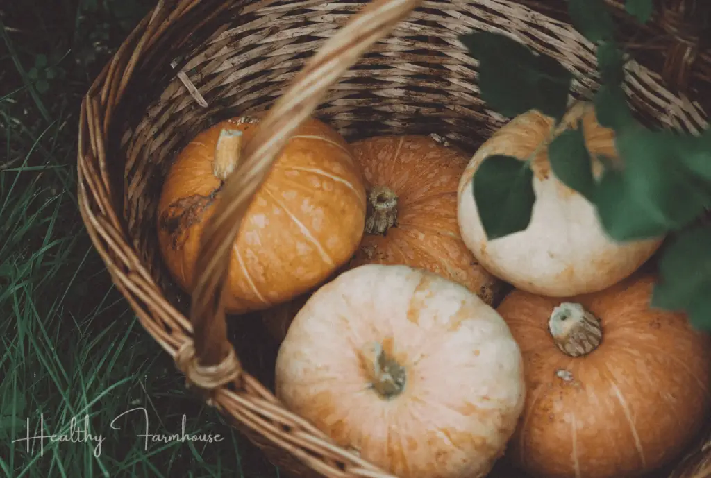 Basket filled with white and orange pumpkins sitting in grass