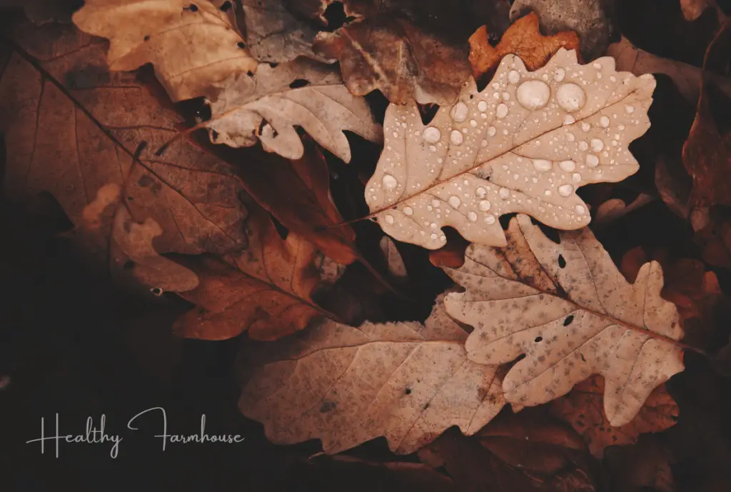 Brown leaves with dew drops